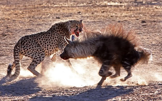 Illustration for article titled Wednesday Hyena - Hyaena brunnea Edition